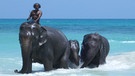 Elefanten auf den Andamanen | Bild: BR/Birgit Kruschwitz