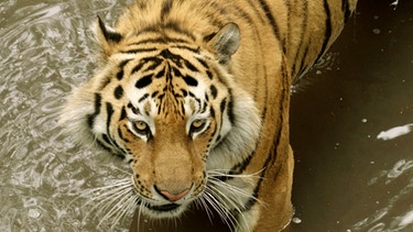 Sibirischer Tiger | Bild: BR/Galina Kirsunova
