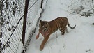 Verletzter Sibirischer Tiger im Zentrum "Amur-Tiger" | Bild: Zentrum "Amur-Tiger"