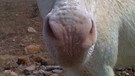 Weiße Esel von Asinara | Bild: BR/Andrea Rüthlein