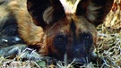 Wildhund im Hwange Nationalpark  | Bild: BR/Udo Zimmermann