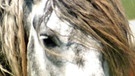 Winnetous Pferde | Bild: BR