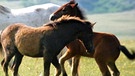 Winnetous Pferde | Bild: BR/Frank Lorbiecki