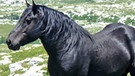 Winnetous Pferde: ein schwarzer Hengst | Bild: BR/Angelika Vogel