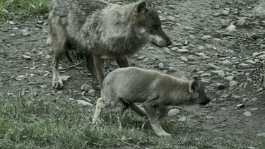 Wenn aus Wölfchen Wölfe werden | Bild: BR