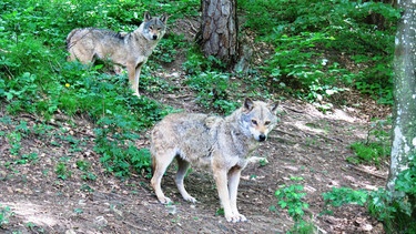 Zwei Wölfe  in den Zentralalpen Italiens | Bild: BR/Andrea Gazzola