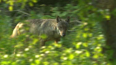 Wolf in den Abbruzzen | Bild: BR/Andrea Rüthlein