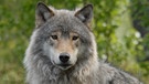 Wolf | Bild: BR/nautilusfilm