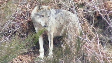 Wolf | Bild: BR