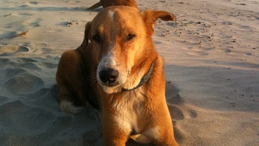 Strandhunde in Goa | Bild: BR/Andrea Rüthlein