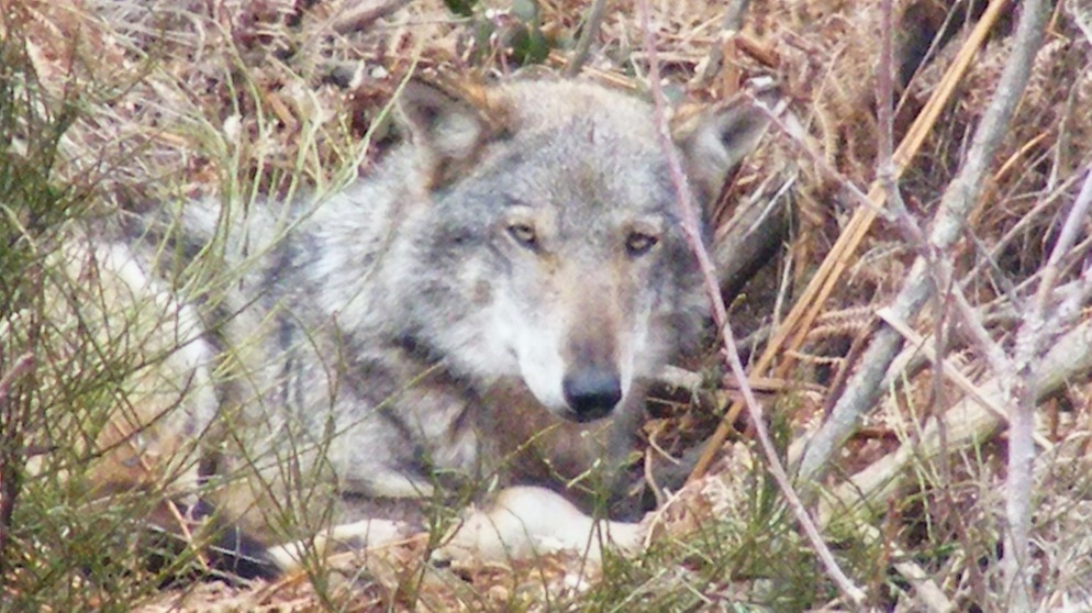 Apenninenwolf  | Bild: BR/Andrea Rüthlein