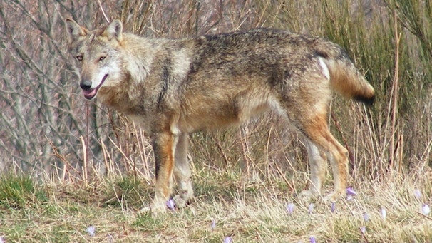 Apenninenwolf  | Bild: BR/Andrea Rüthlein