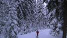 Langläufer auf Spur im Bayerischen Wald | Bild: BR