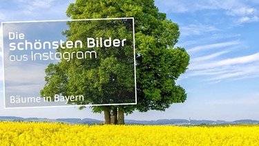 Bäume in Bayern | Bild: BR