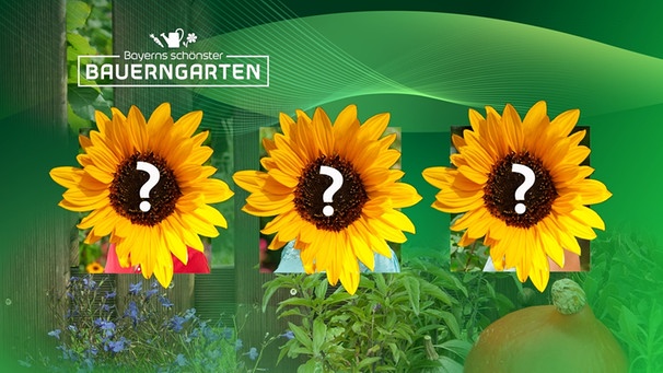Drei Margeriten verdecken die drei Kandidaten, die ins Finale bei "Bayerns schönster Bauerngarten" kommen. | Bild: Wir in Bayern