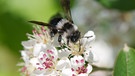 für den Film "Ein Himmel voller Bienen", hier eine Wildbiene | Bild: Vanessa Weber von Schmoller