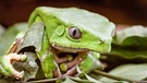 "Die Haut des Grünen Baumfrosch sondert giftiges Sekret ab, das den Jägern der Matsés in dem uralten Kambô-Ritual Kraft für die Jagd gebe soll." | Bild: York Hovest 