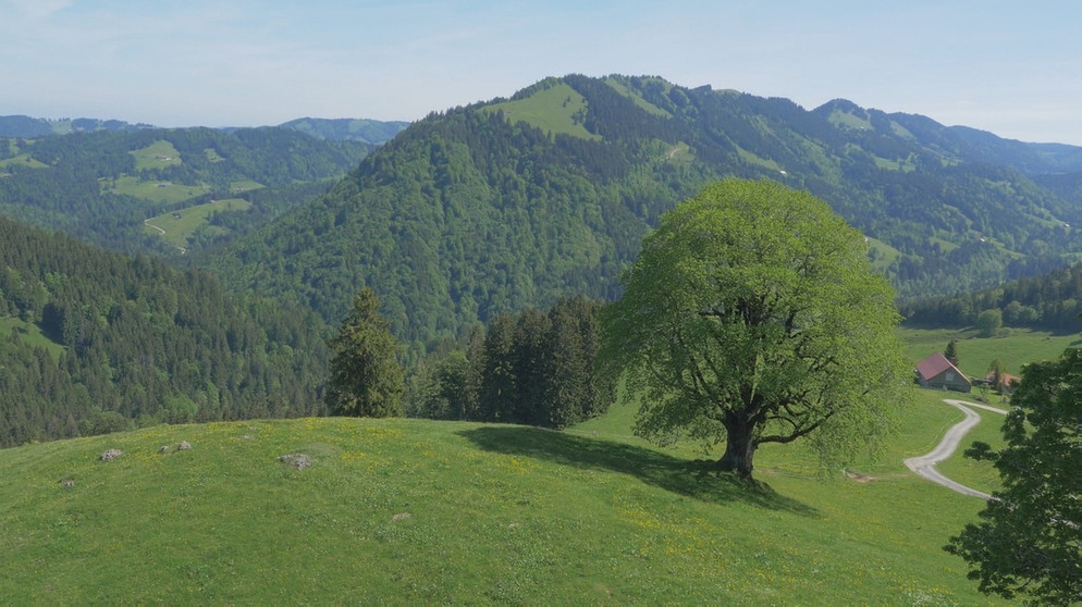 Die alte Bergulme in Oberstuafen-Steibis | Bild: BR/Wir in Bayern