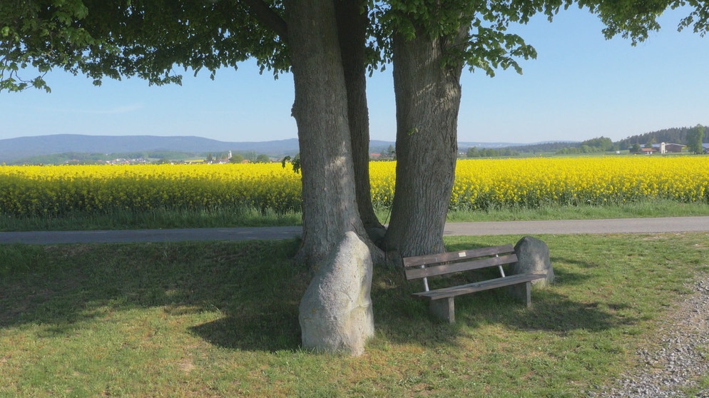 "Drei-Faltigkeitsbaum" in Bernstein in der Oberpfalz | Bild: BR/Wir in Bayern