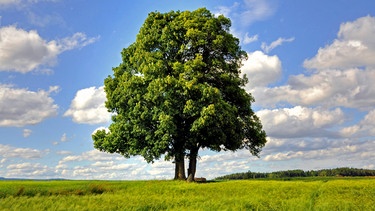 "Drei-Faltigkeitsbaum" in Bernstein in der Oberpfalz | Bild: Norbert Schreiber
