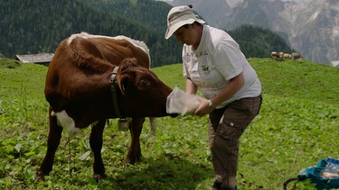 Liesl auf der Weide, füttert Kuh | Bild: BR