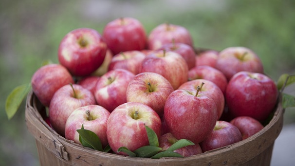 Apples in basket, aepfel im Korb | Bild: picture alliance/Bildagentur-online