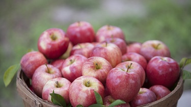 Apples in basket, aepfel im Korb | Bild: picture alliance/Bildagentur-online