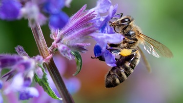 Biene auf Katzenminze | Bild: BR/Sven Hoppe