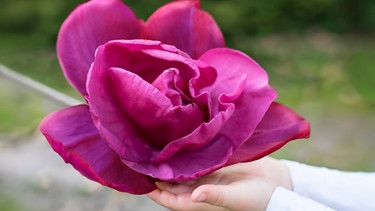 Die große lila Blüte einer Meganolia | Bild: Meganolia / Archiv A. Modery