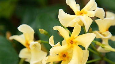 Gelbe Blüten des Pfeifenstrauchs Tropical | Bild: Tropical / Archiv A. Modery