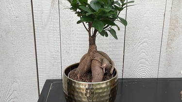 Bonsai-Ficus | Bild: Andreas Modery