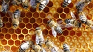 Mehrere Bienen krabbeln auf einer Wabe. | Bild: stock.adobe.com/rupbilder 