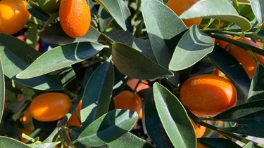 Citrus Kumquat | Bild: BR/Andreas Modery