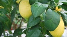 Zitrone (Citrus limon) | Bild: Andreas Modery 