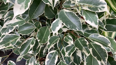 Birkenfeige (Ficus Benjamini) | Bild: BR/Anderas Modery