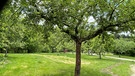 Streuobstwiese im Feng-Shui-Park in Lalling | Bild: BR/Andreas Modery