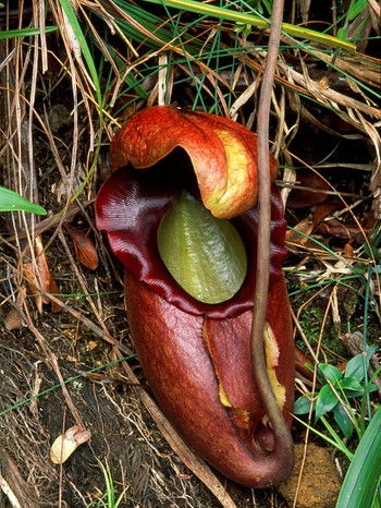 Nepenthes rajah | Bild: picture-alliance/dpa/Mary Evans Picture Library/Geoff Trinder/ardea.com