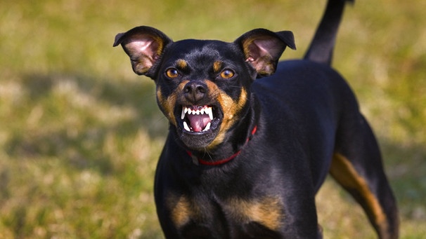 sandsynligt impressionisme Fearless Hunde: Aggression gegen andere Hunde | Ratgeber | Wir in Bayern | BR  Fernsehen | Fernsehen | BR.de