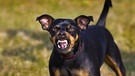 Manchester-Terrier, knurrt / knurren, knurrend | Bild: picture alliance / Arco Images GmbH