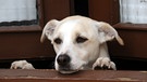 Ein Hund schaut über ein Gelaender eines Hauses. | Bild: picture-alliance/dpa