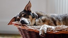 Ein alter Mischlingshund liegt am 15.03.2019 in Hamburg in seinem Hundekorb. | Bild: picture alliance / Markus Scholz
