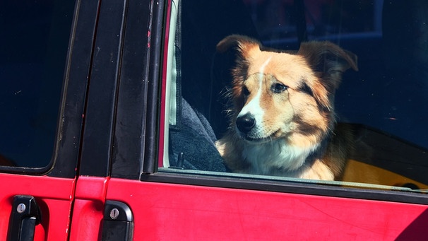 Hund im Auto | Bild: picture-alliance/dpa/Wolfram Steinberg