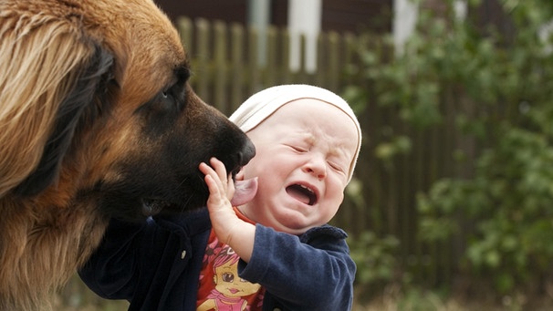 Leonberger schleckt Kleinkind, 1 Jahr, das Gesicht ab | Bild: picture alliance / imageBROKER