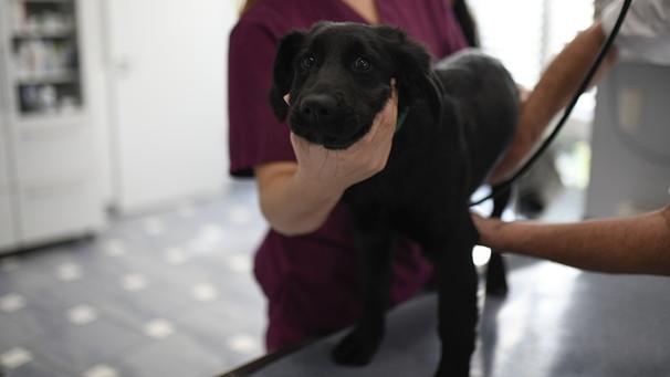 Ein Tierarzt untersucht in einer Tierarzt-Praxis einen Hunde-Welpen. | Bild: picture alliance / dpa Themendienst