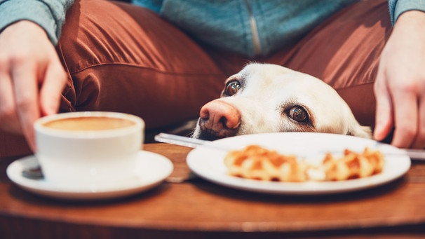 Hund schaut sehnsüchtig über Tischrand  | Bild: Colourbox