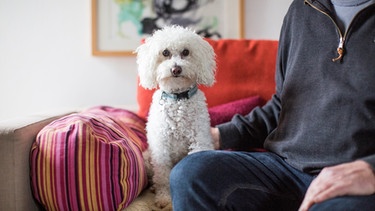 Hund "thront" auf dem Sofa | Bild: BR / Johanna Schlüter