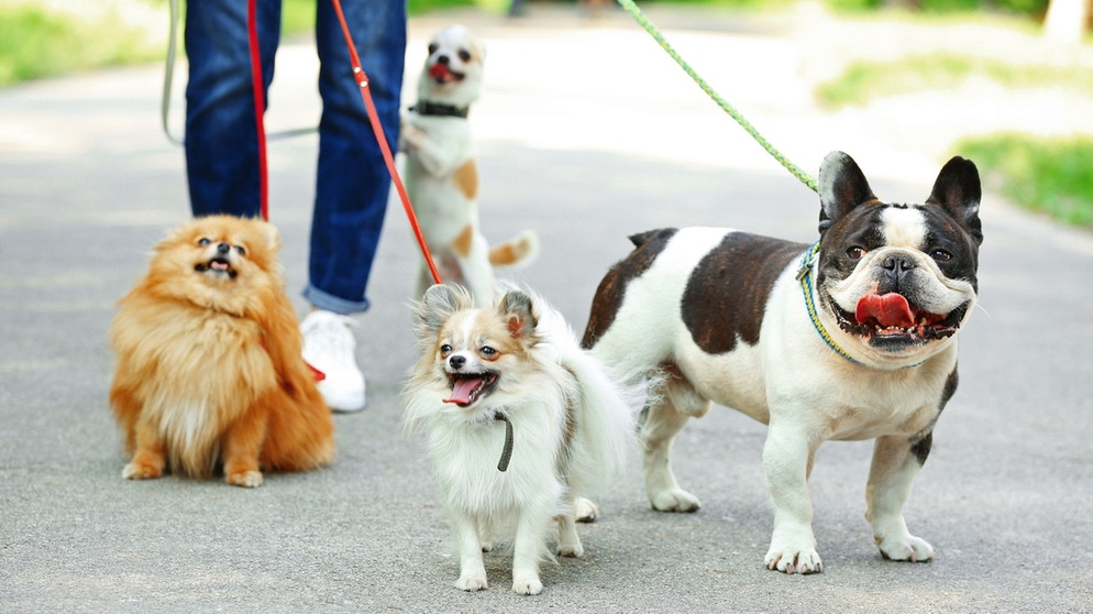 Hundeerziehung: Autofahren mit Hund - So funktioniert es, Ratgeber, Wir  in Bayern, BR Fernsehen, Fernsehen