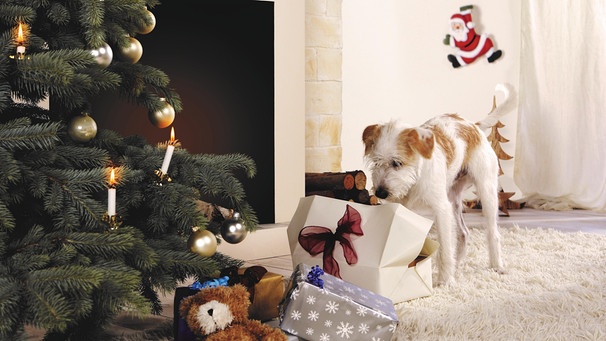 Hund mit Geschenk in weihnachtlichem Ambiente | Bild: BR / MEV independent light