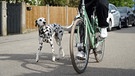 Dalmatiner läuft neben Fahrrad | Bild: BR / Britta Barchet