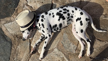 Dalmatiner liegt in der Sonne | Bild: BR / Britta Barchet